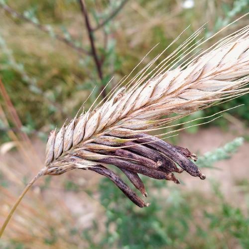 Fig. 3. Épi de seigle contaminé par l’ergot (Claviceps purpurea) 