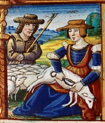 Femme tondant un mouton