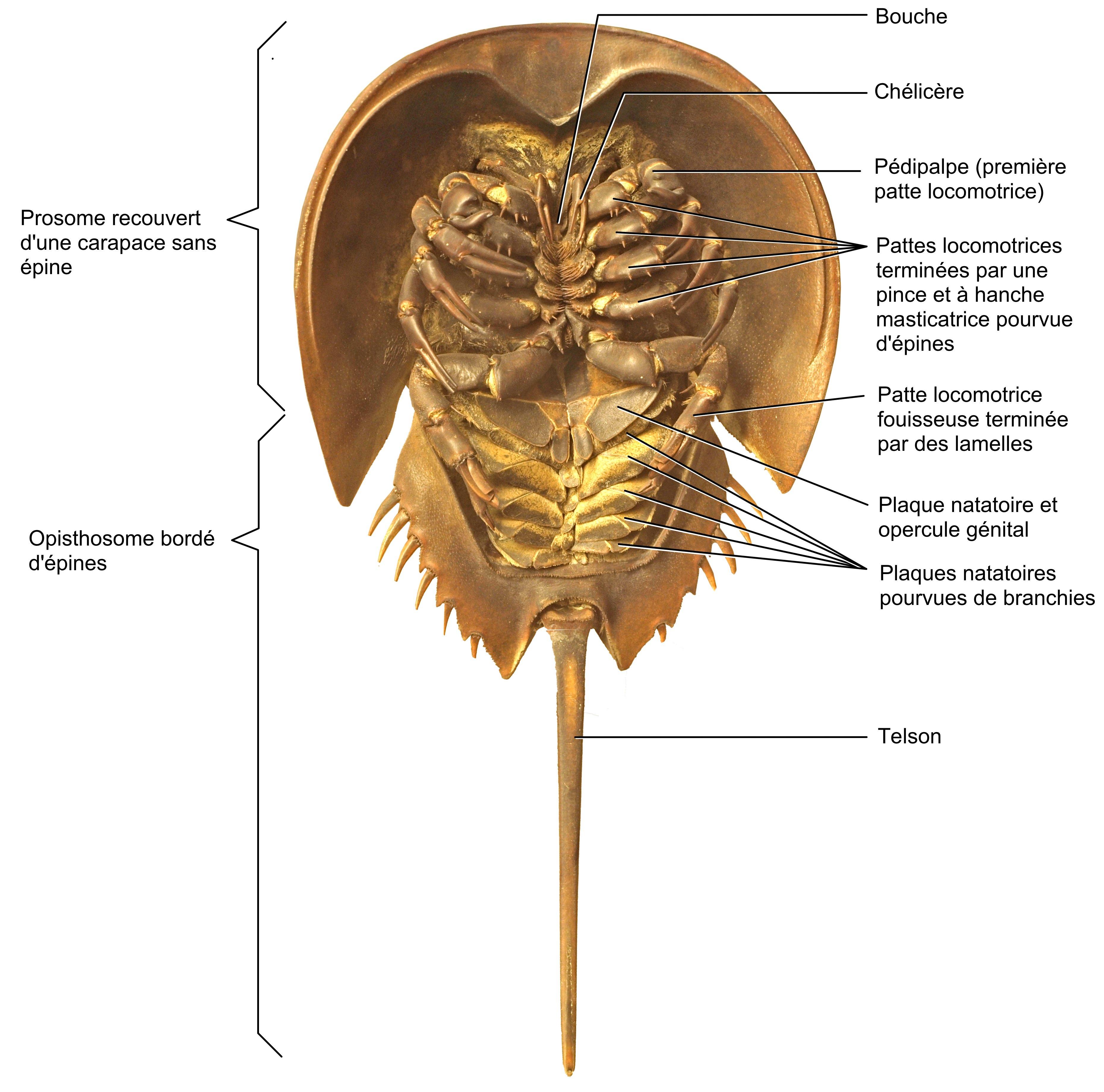 Morphologie d'une limule