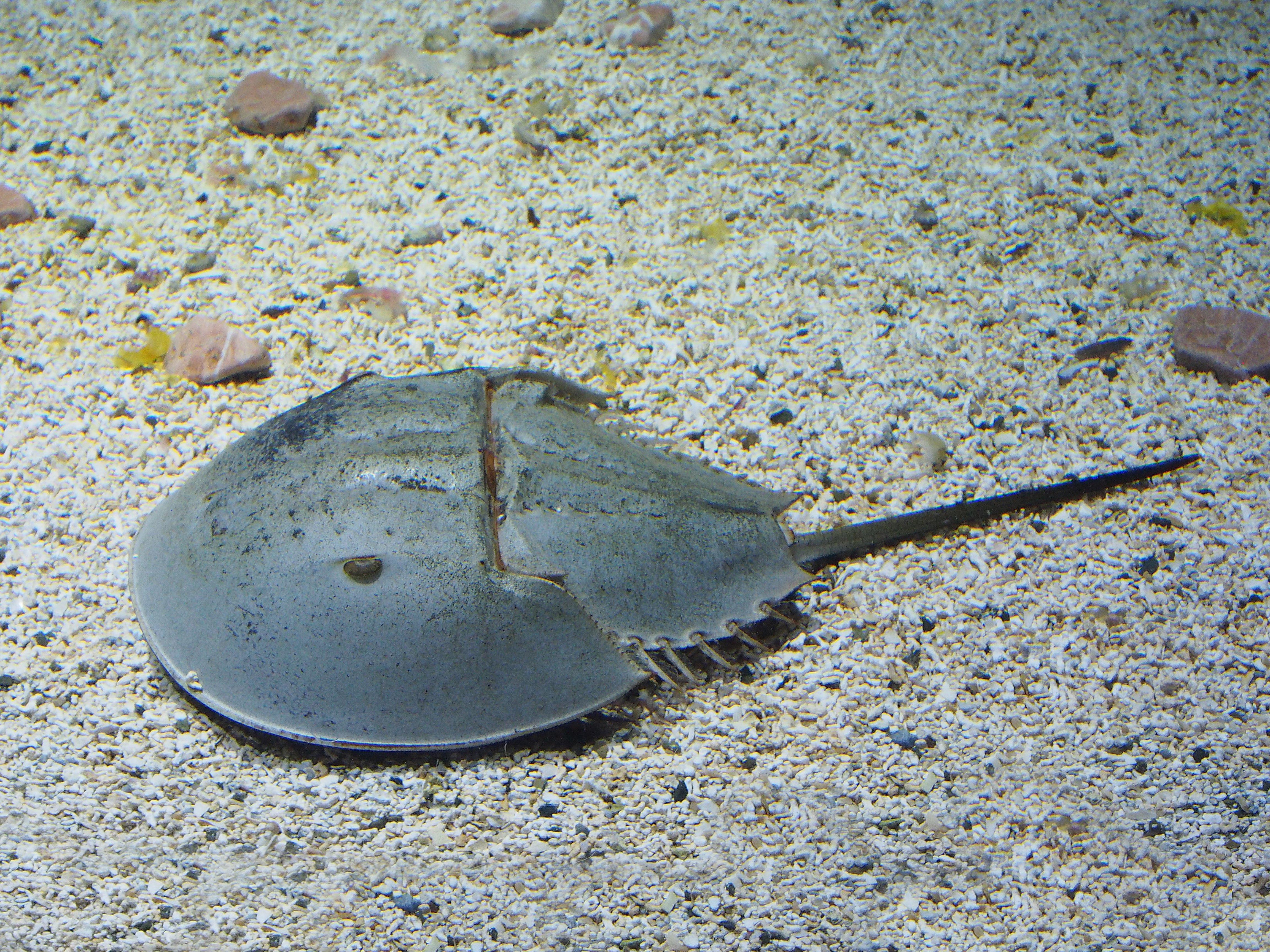 Photo de limule marchant sous l'eau