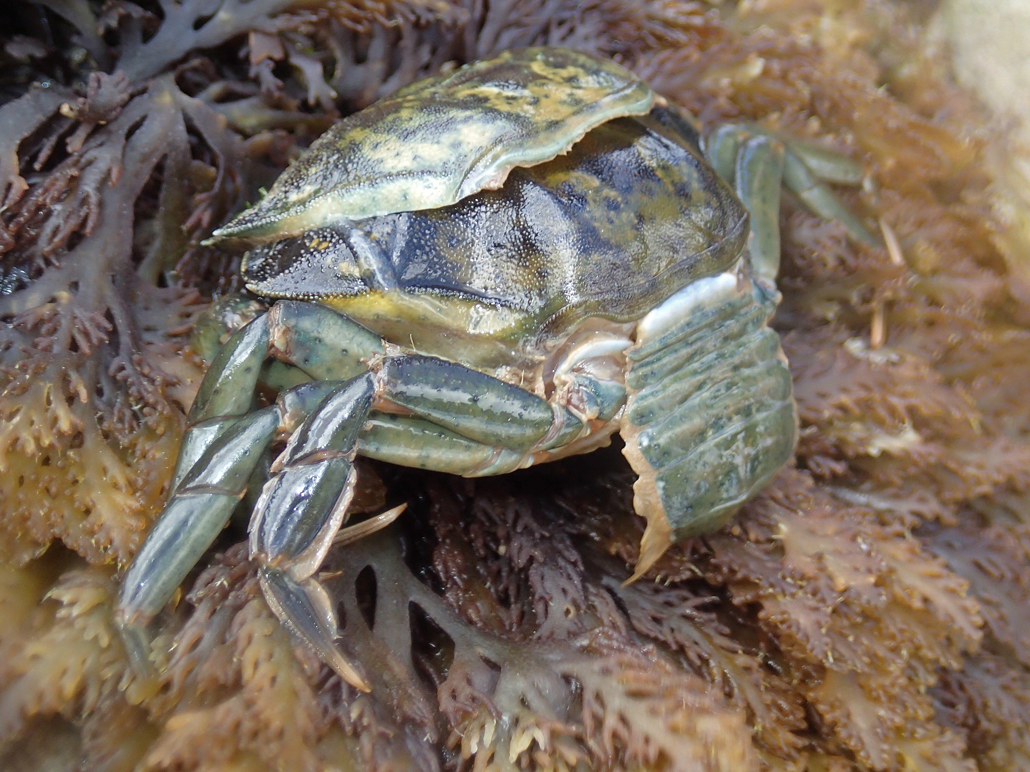 Mue de Crabe 
