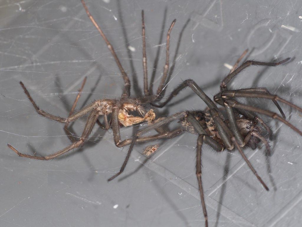 Mue araignée 