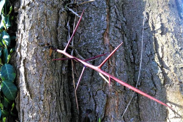 Épines du Gleditsia